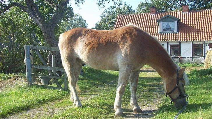 Tyroler Haflinger Nuser. - Hyggestund med Nuser. billede 11