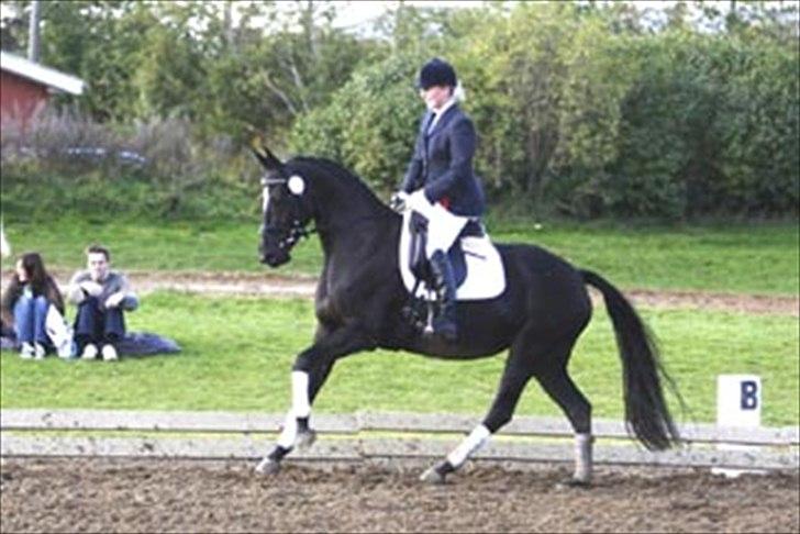 Dansk Varmblod jesti's Wanila - wanila i galop;D nu endelig med rytter på:D billede 7