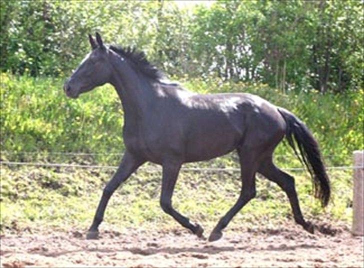 Dansk Varmblod jesti's Wanila - wanila i fri trav;D billede 8