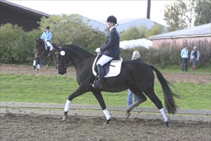 Dansk Varmblod jesti's Wanila - wanila til kåring:D billede 9