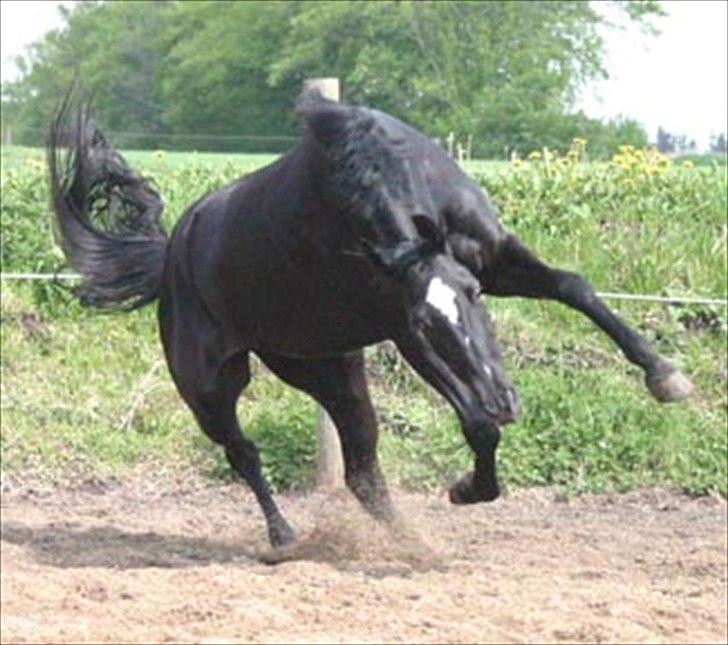 Dansk Varmblod jesti's Wanila - og så laver vi lige et lille bygge-springxD billede 10