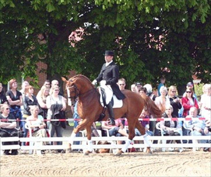 Dansk Varmblod jesti's Wanila - Wanila´s smukke far weltjunge;D billede 11