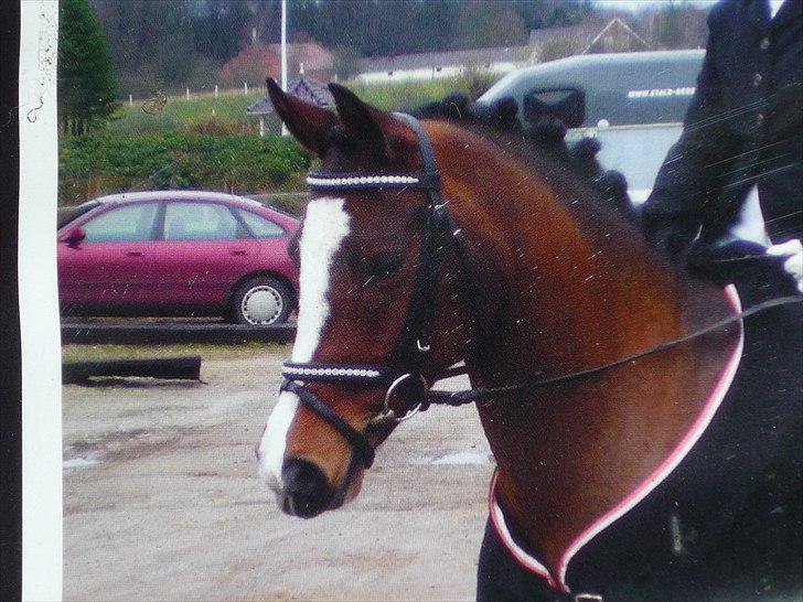 Hollandsk Sportspony Uptown Girl - Smukke pony til stævne ved gamle ejer <3  billede 4