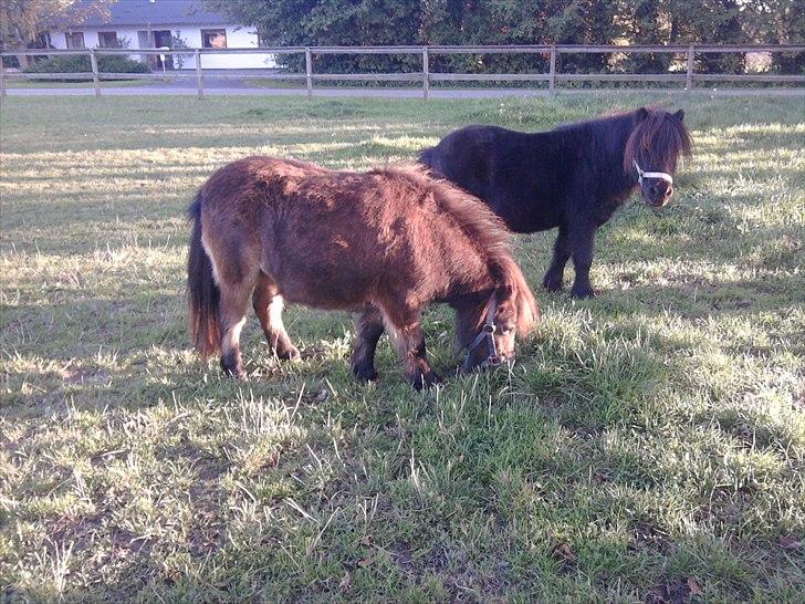 Shetlænder   **MUFFIN** - Muffin og DJ som mener at han ejer hende :o) billede 5