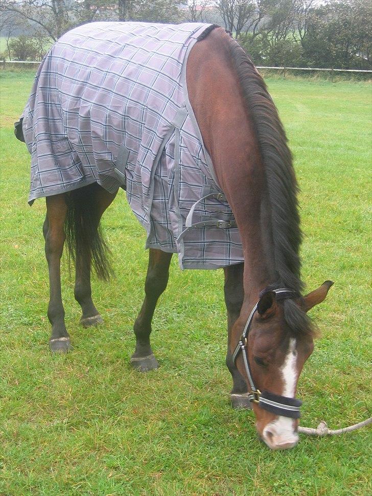 Hollandsk Sportspony Caspertoo H - B-pony<3 - "Du gør mig lykkelig"<3 (-; billede 18