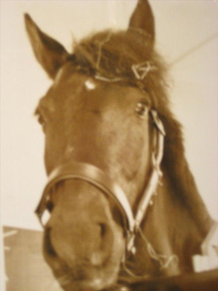 Anden særlig race Zetan *AFLIVET* - Zetan som ung :) michele der har taget det ;) billede 16