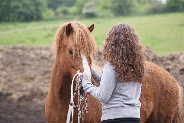 Islænder Júpiter Fra Agri - d.28 maj 2011, foto: Siv Albeck billede 6