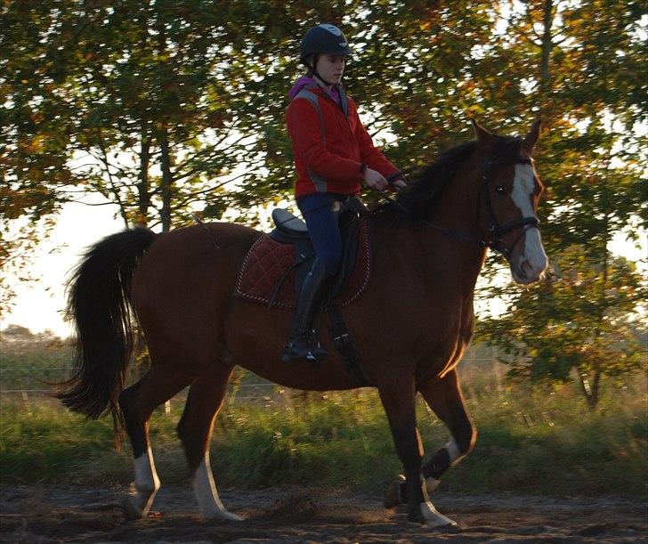 Anden særlig race Zar Indian. *Har redet* - Lidt Dressuer træning med den smukke!(; Foto: A-K  billede 2