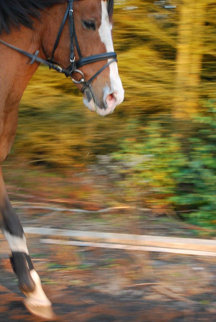 Anden særlig race Zar Indian. *Har redet* - Lidt Dressuer træning med den smukke!(; Foto: A-K  billede 6