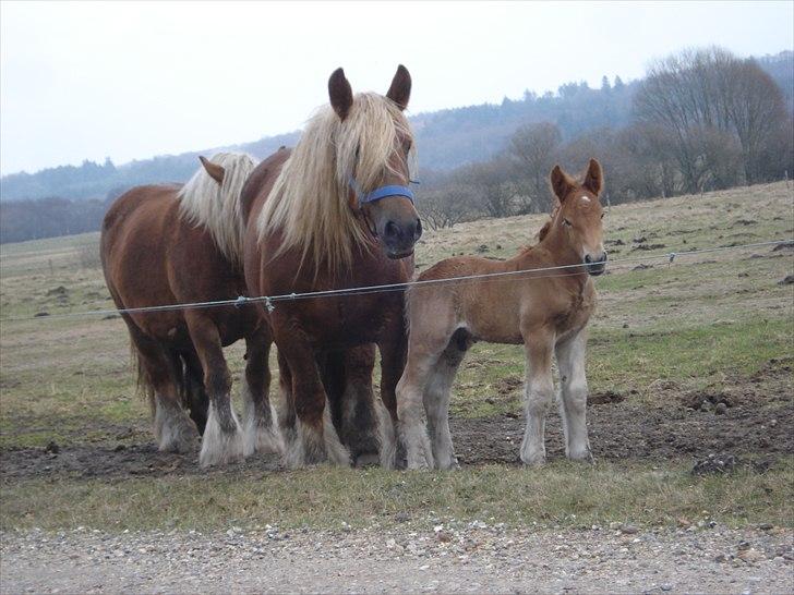 Jyde Findus Tindbæklund billede 19