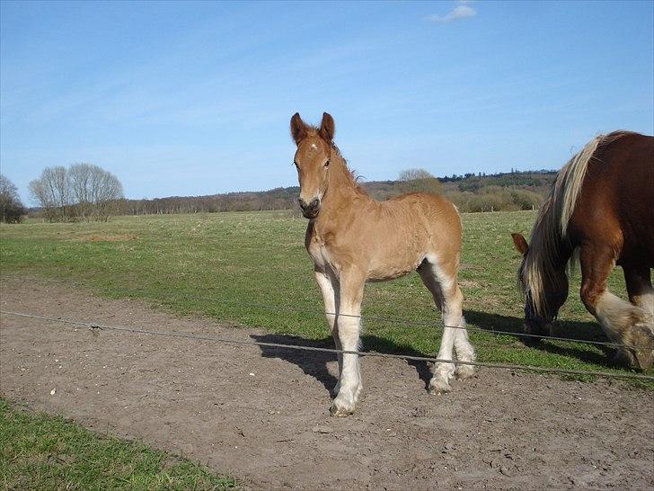 Jyde Findus Tindbæklund billede 20