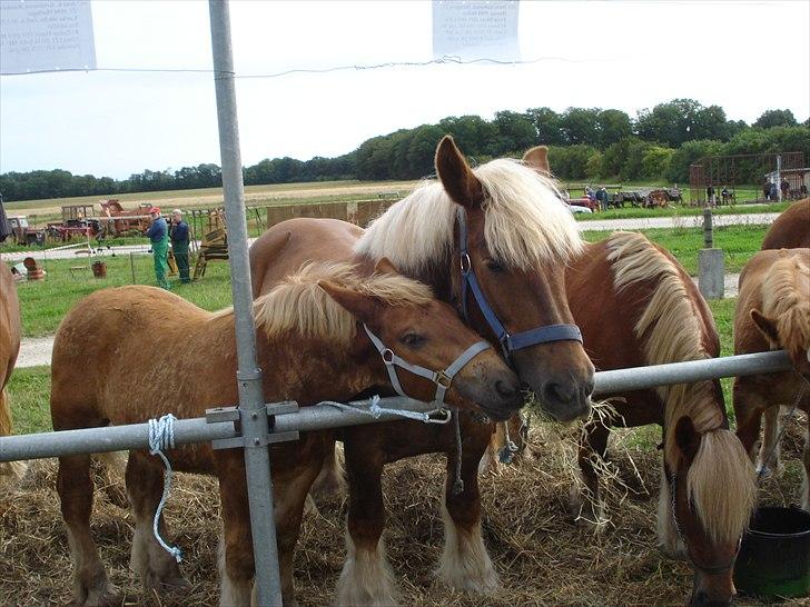 Jyde Findus Tindbæklund billede 12