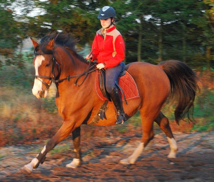 Anden særlig race Zar Indian. *Har redet* - Lidt Dressuer træning med den smukke!(; Foto: A-K  billede 8