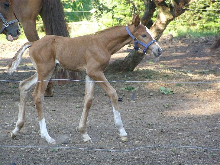 Anden særlig race Rødebæk´s Future Fantasi - Ca 1 mdr gammel. billede 10