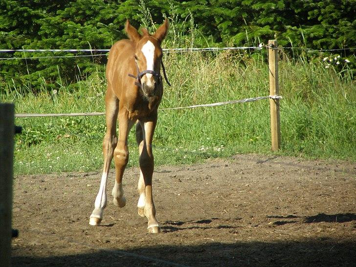 Anden særlig race Rødebæk´s Future Fantasi billede 11