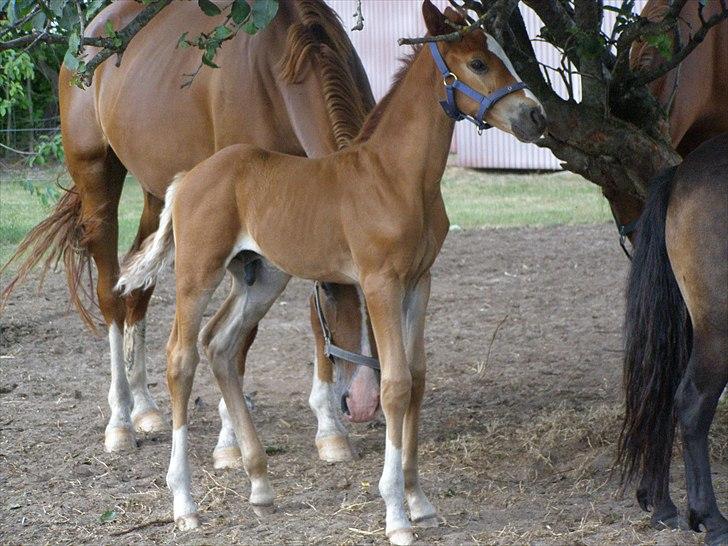 Anden særlig race Rødebæk´s Future Fantasi billede 12