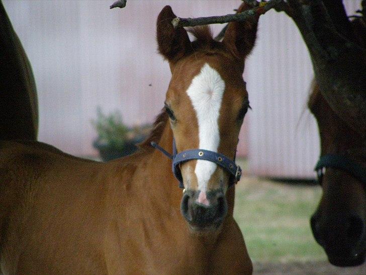 Anden særlig race Rødebæk´s Future Fantasi - Han sys selv han er lækker...... billede 13