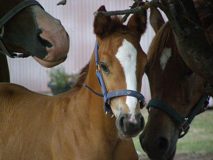 Anden særlig race Rødebæk´s Future Fantasi billede 14