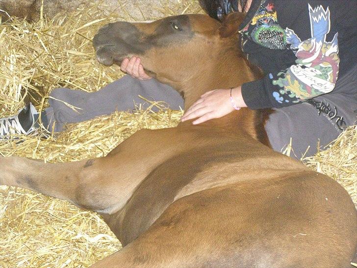 Anden særlig race Rødebæk´s Future Fantasi - Hyggestund i boksen.... han elsker at blive nusset......  billede 15