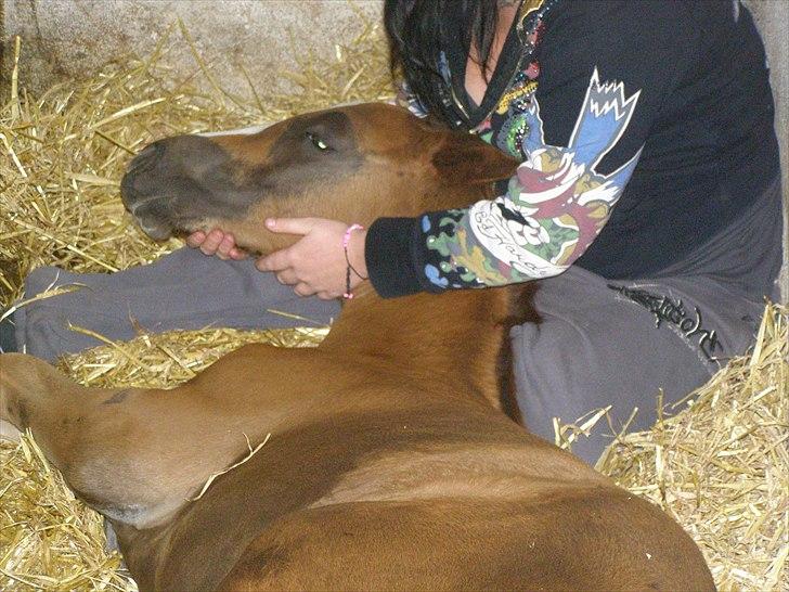 Anden særlig race Rødebæk´s Future Fantasi billede 16