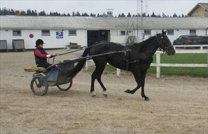 Traver precious pride - en drøm er gået i opfylelse<3 billede 19