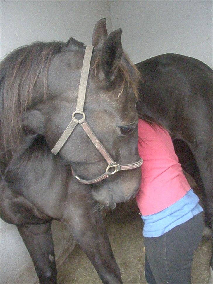 Traver precious pride - når jeg græder trøster du mig billede 20