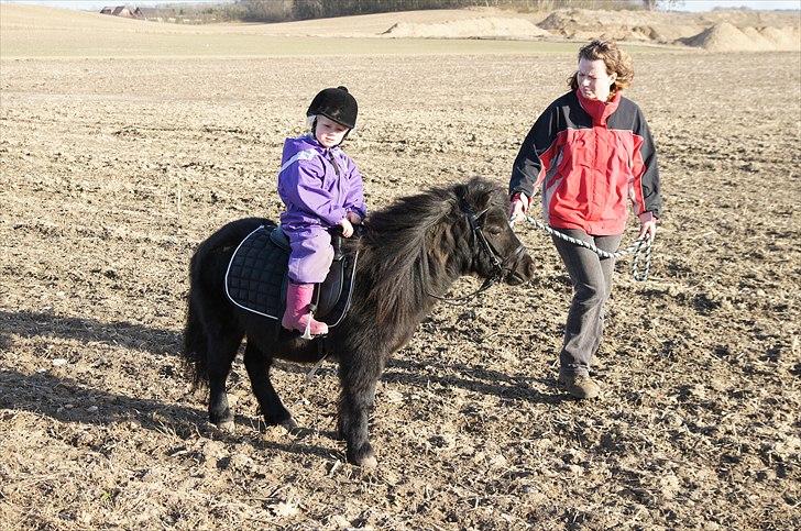 Shetlænder Calle billede 4