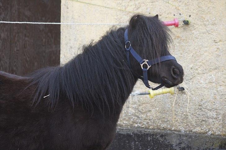 Shetlænder Calle billede 5