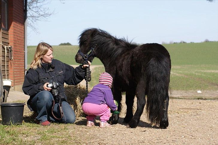 Shetlænder Calle billede 6