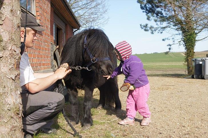 Shetlænder Calle billede 7
