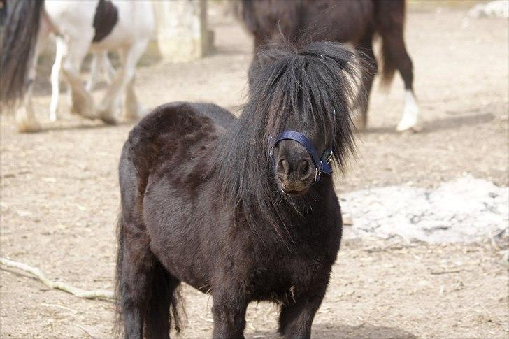 Shetlænder Calle billede 8