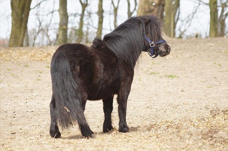 Shetlænder Calle billede 9