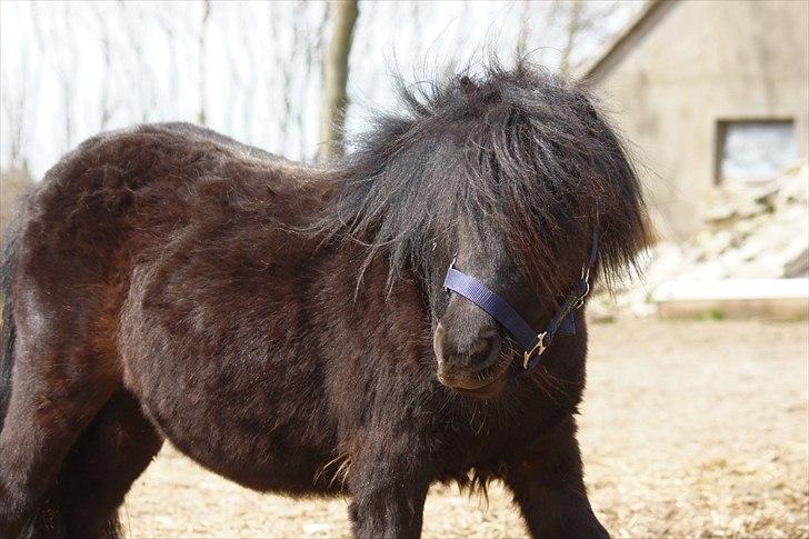 Shetlænder Calle billede 10