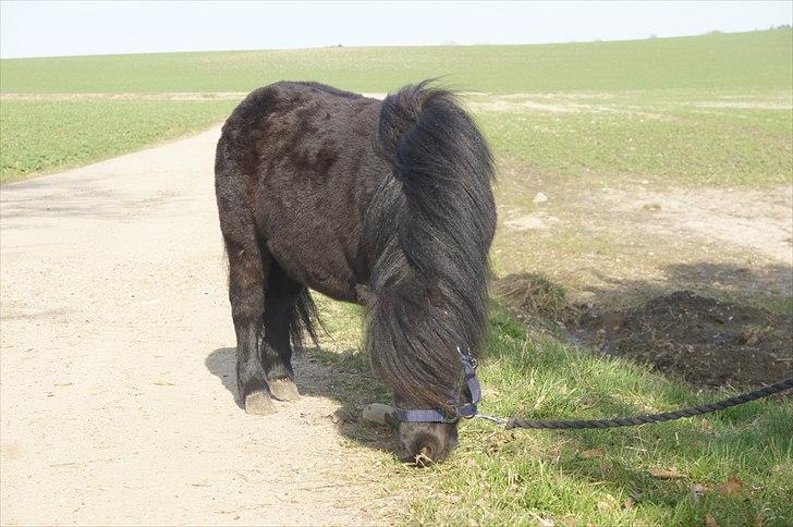Shetlænder Calle billede 11