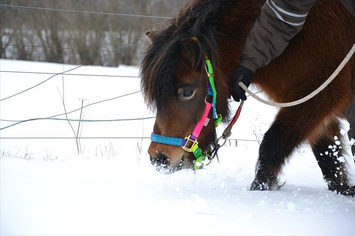 Shetlænder Ædellunds Matilde - Mums! sne! Taget af Anna! billede 5