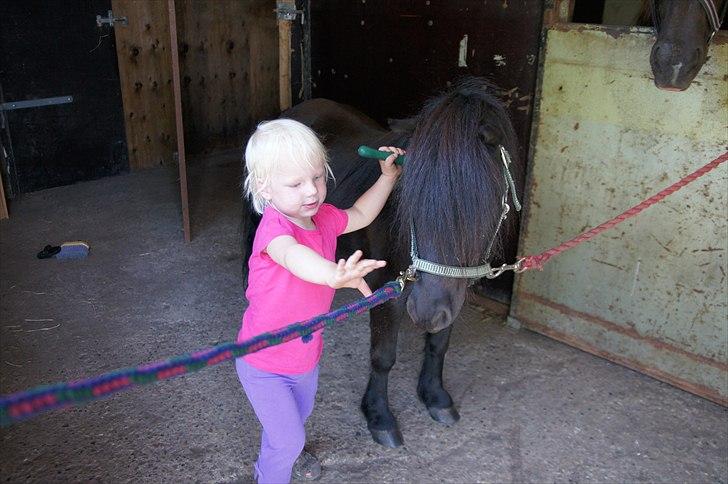 Shetlænder Calle billede 12