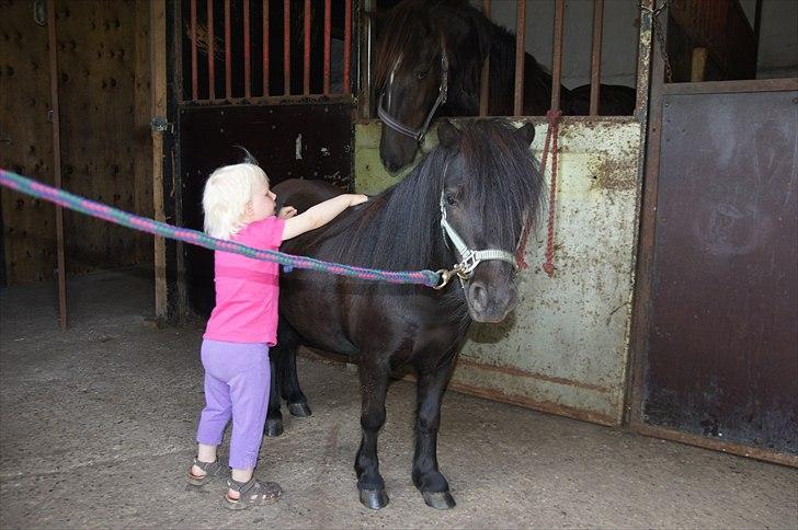 Shetlænder Calle billede 13