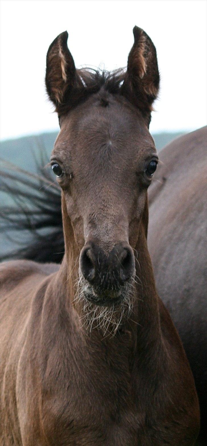 Arabisk fuldblod (OX) Black Design billede 1