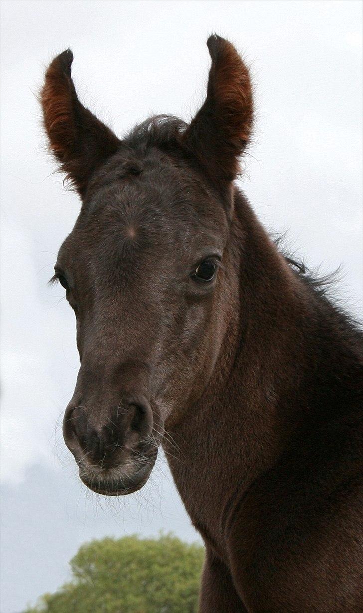 Arabisk fuldblod (OX) Black Design - noen timer gammel billede 2