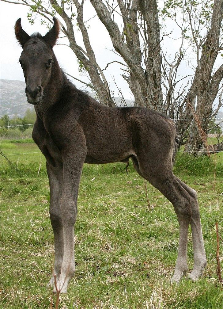 Arabisk fuldblod (OX) Black Design - noen timer gammel billede 3