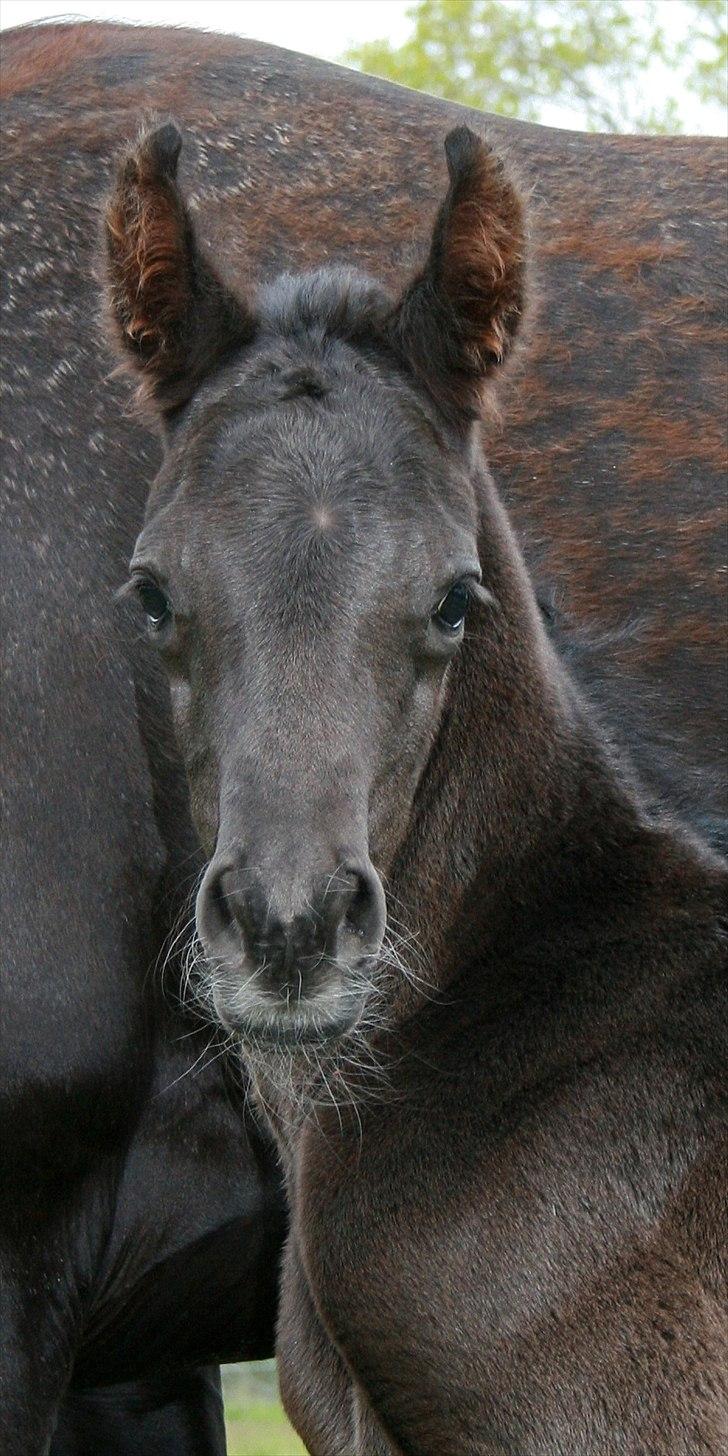 Arabisk fuldblod (OX) Black Design billede 4