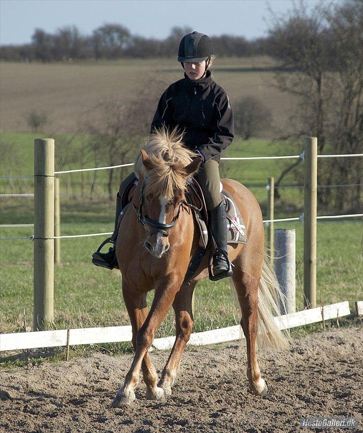 New Forest Pegasus af Bråskovgård<3 - undervisning af Helle :)<3 2011 billede 6