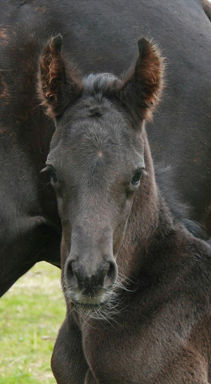 Arabisk fuldblod (OX) Black Design billede 5