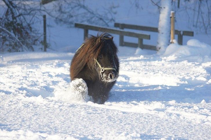 Shetlænder Calle billede 14