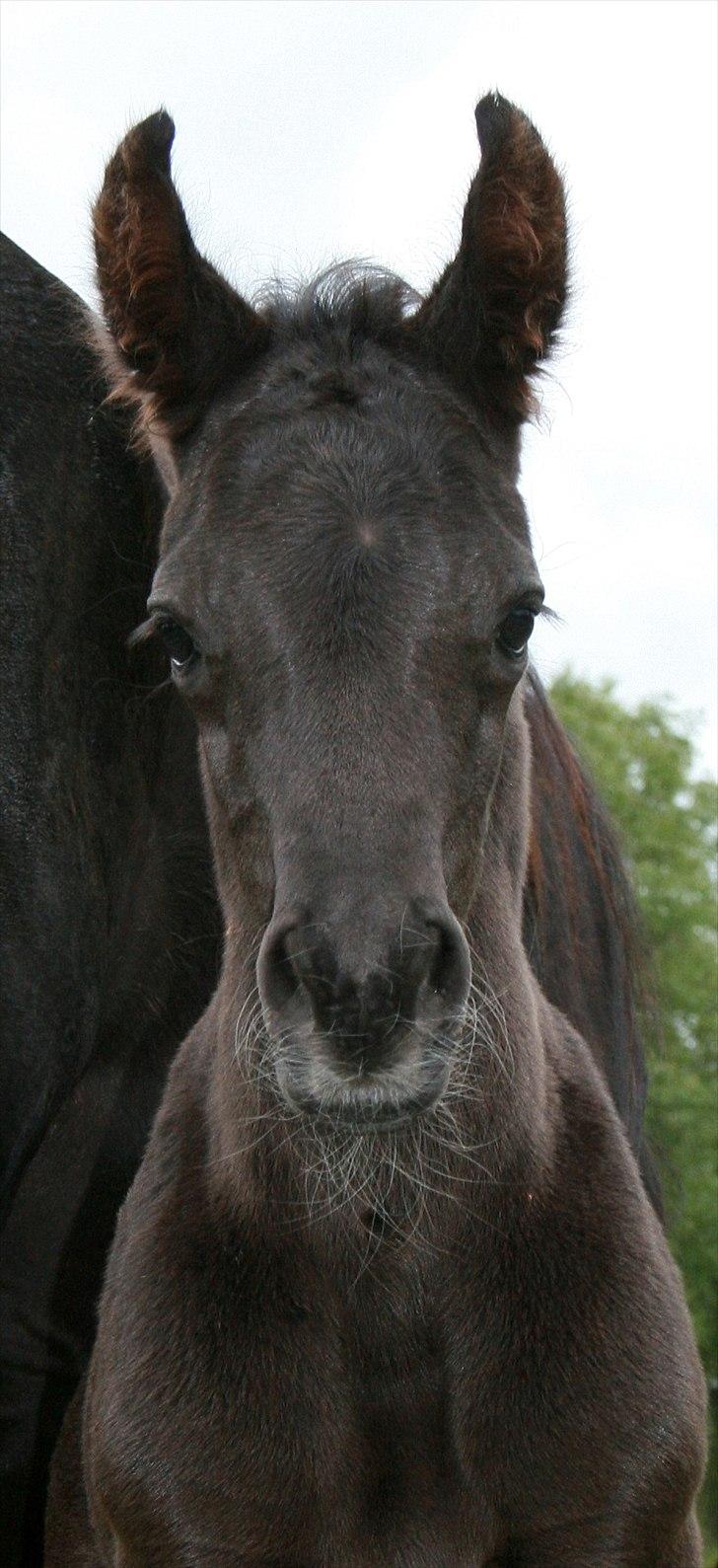 Arabisk fuldblod (OX) Black Design billede 6