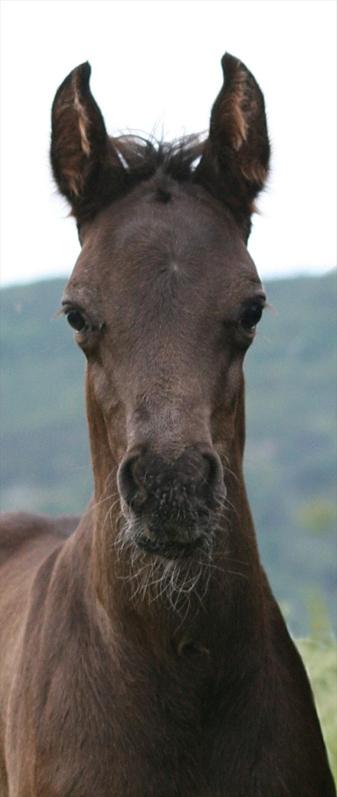 Arabisk fuldblod (OX) Black Design billede 7