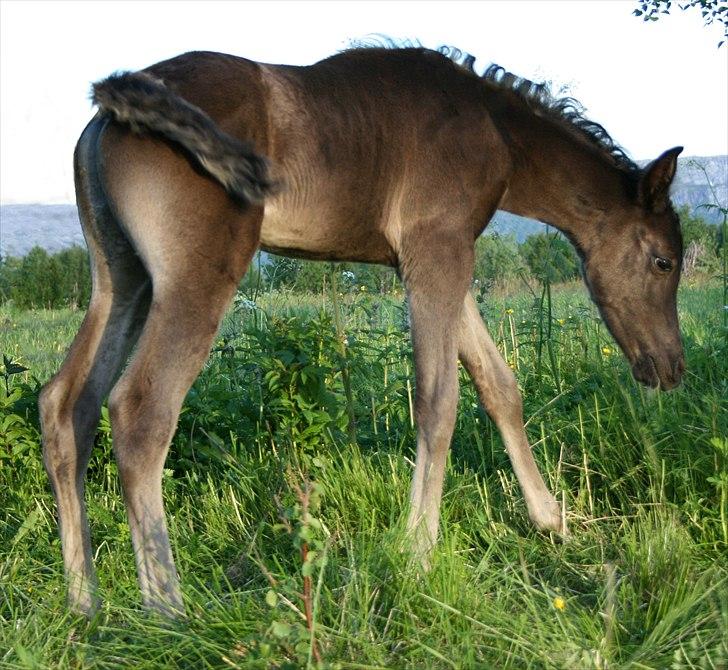 Arabisk fuldblod (OX) Black Design billede 8