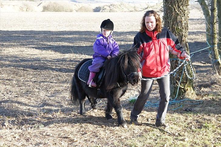 Shetlænder Calle billede 15