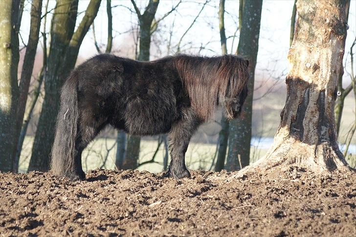 Shetlænder Calle billede 16