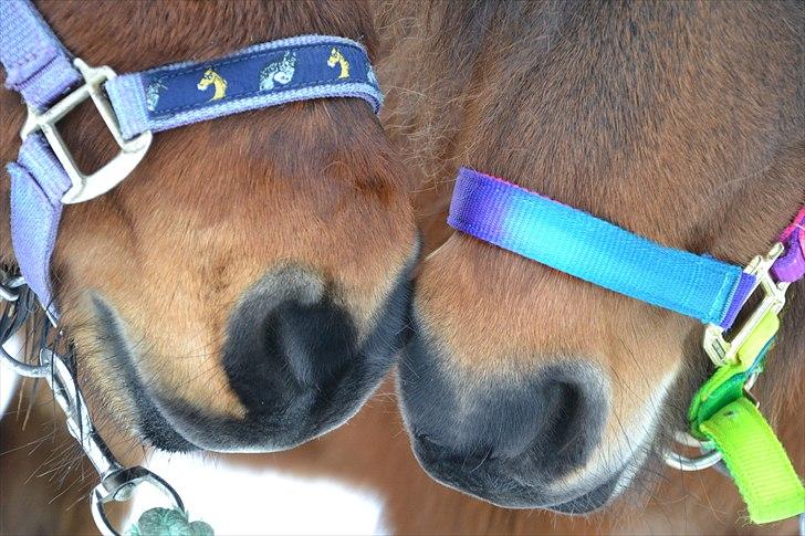 Shetlænder Ædellunds Matilde - Bruno og Matilde igen! Også taget af Anna! billede 3